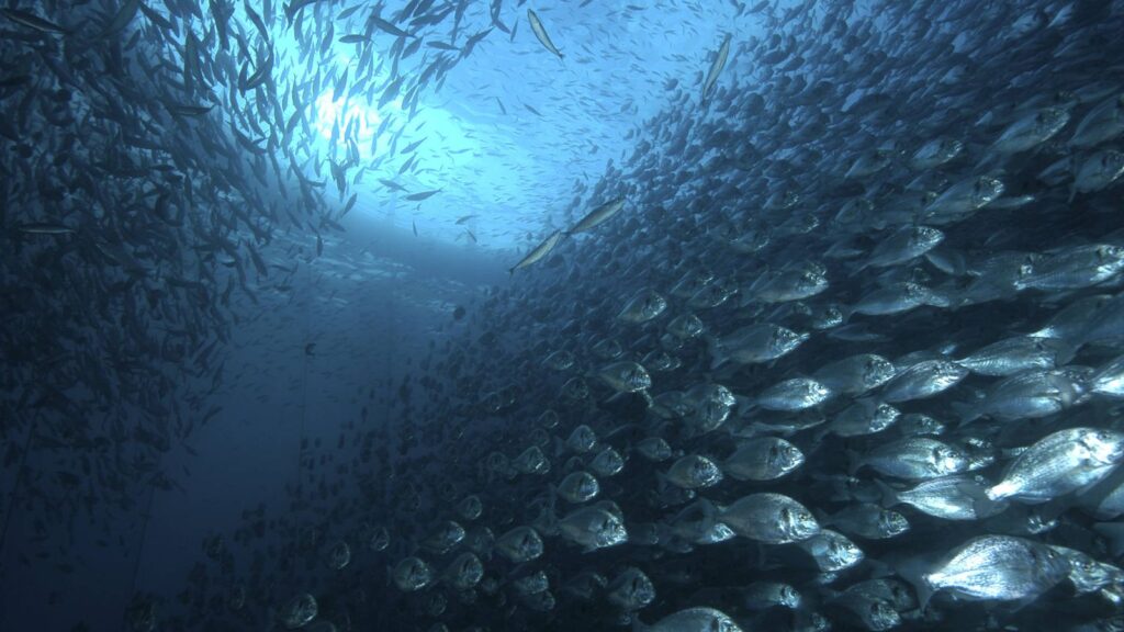 Crianza de Nuestros Mares, calidad garantizada y certificada