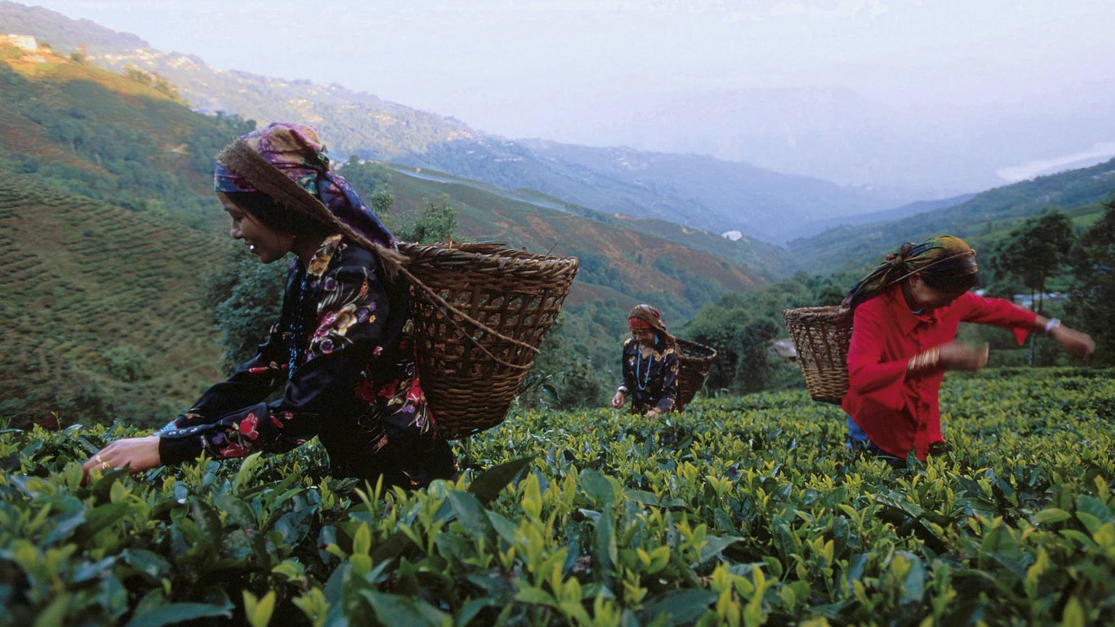 Viaje a Darjeeling: el mejor té del mundo se cultiva bajo las cimas del Himalaya