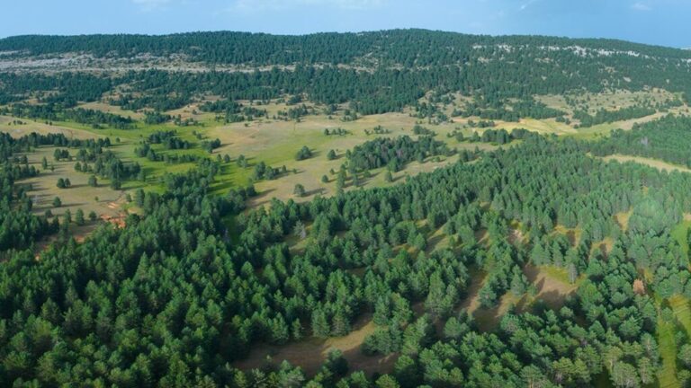 Sistema Ibérico Sur, uno de los entornos en los que trabaja Cartier For Nature junto a la organización Rewilding Spain. 