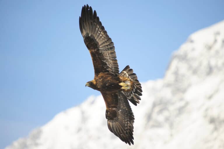 El águila alpina se encuentra en regiones montañosas de Europa, Asia, América del Norte y partes de África del Norte y habita en ecosistemas rocosos, como acantilados y cimas de montañas.