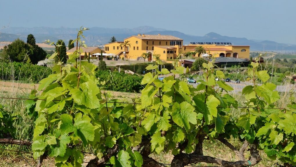 El syrah de Can Bonastre, el viñedo que mira a Montserrat