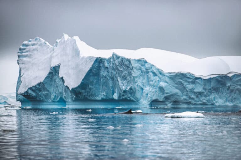 En el medio de la imagen, una ballena jorobada (especie que centra varios estudios científicos en la zona) nada en el mar en la bahía Wilhelmina, situada el norte del Círculo Polar Antártico, junto al estrecho de Gerlache.
