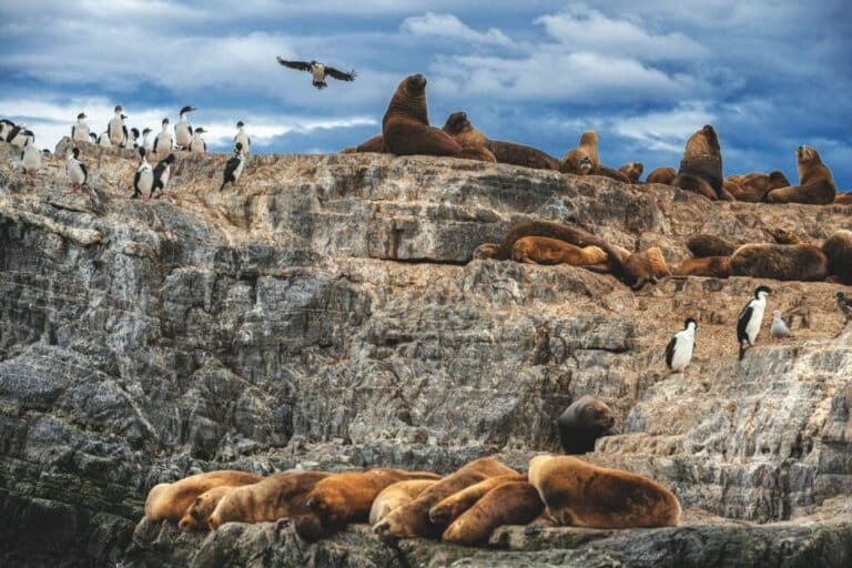 Colonia de cormoranes y leones marinos en el Canal Beagle, en Tierra de Fuego.