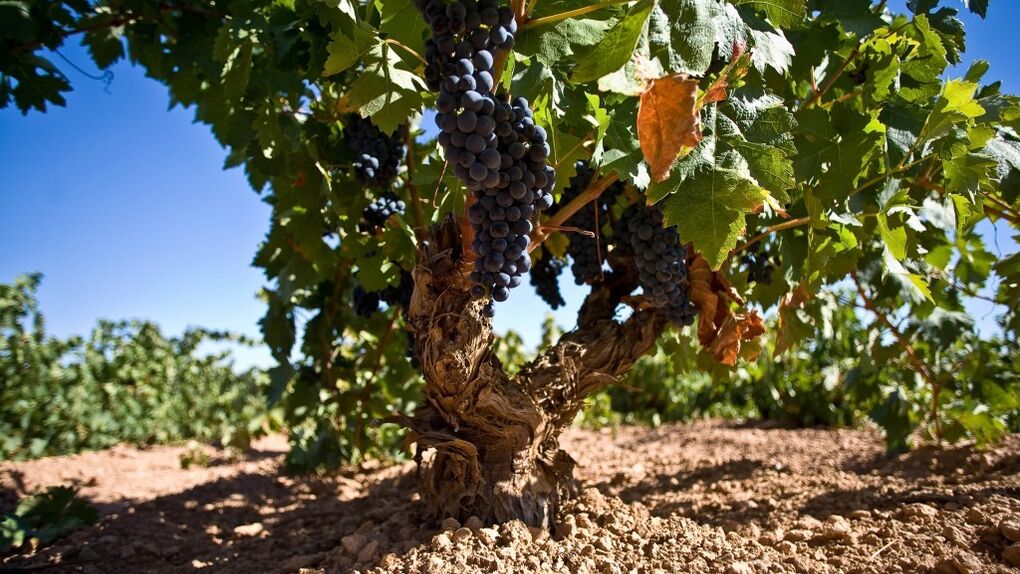 La calidad y reconocimiento de los vinos de Castilla La Mancha