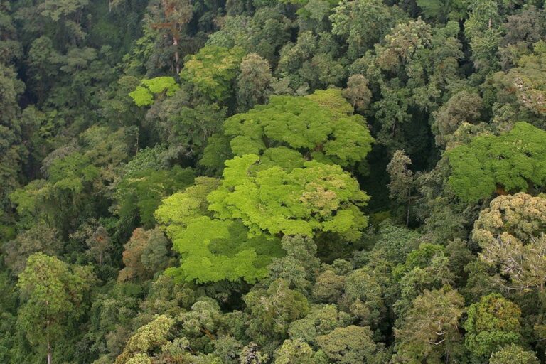 Parque Nacional de Nyungwe, en Ruanda.  