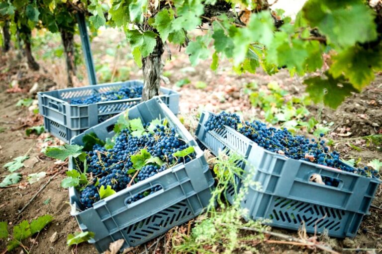 Gracias a esta diversidad de suelos, la viticultura de la Serrani?a de Ronda permite una excelente adaptacio?n de variedades dispares de uvas como la la Tempranillo, la Cabernet Sauvignon o la Garnacha.