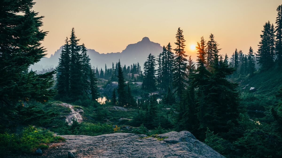 Boreal, tropical o a orillas del Mediterráneo: los bosques más bellos del mundo