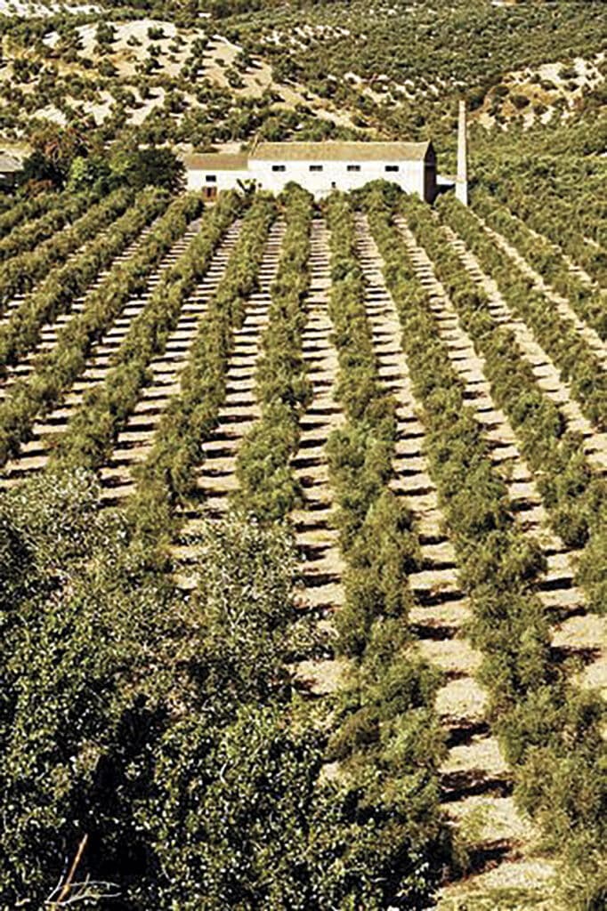 España es líder mundial en superficie, producción y comercio internacional de aceite de oliva. El olivar se extiende en 2,75 millones de hectáreas del territorio nacional, lo que satisface una producción que supone el 70% del total de la UE y el 45% de la mundial.