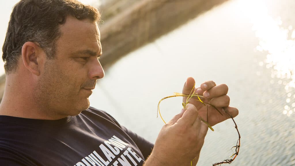 La zostera marina, el cereal que Ángel León y el equipo de Aponiente encuentran en la huerta del mar