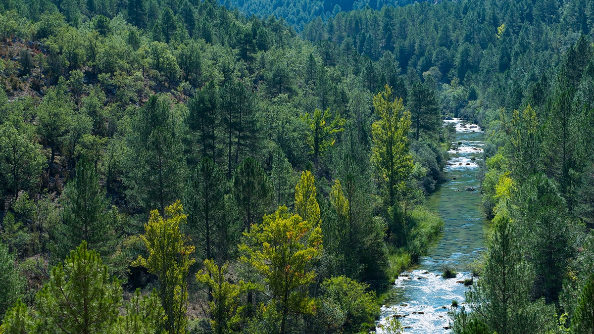 Cartier for Nature, reconectar con el entorno