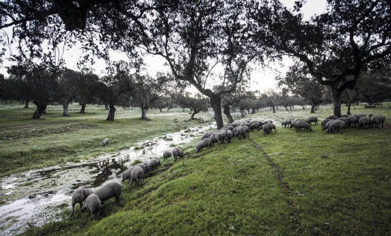 Una de las dehesas en las que se crían, en completa libertad y alimentados por bellota y hierba, los cerdos de Joselito.