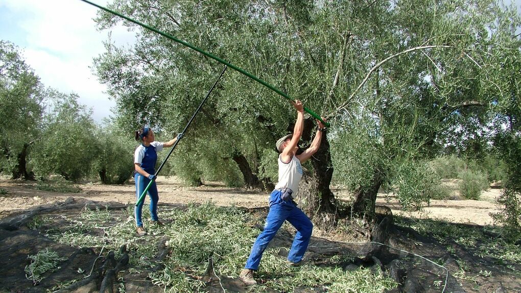 Un jardín de olivos a las afueras de Úbeda