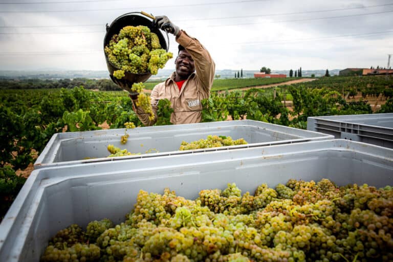 Con 65 hectáreas de viñedo en propiedad, todos los vinos de Jean Leon están certificados como orgánicos desde 2012 y se exportan a más de 40 países.