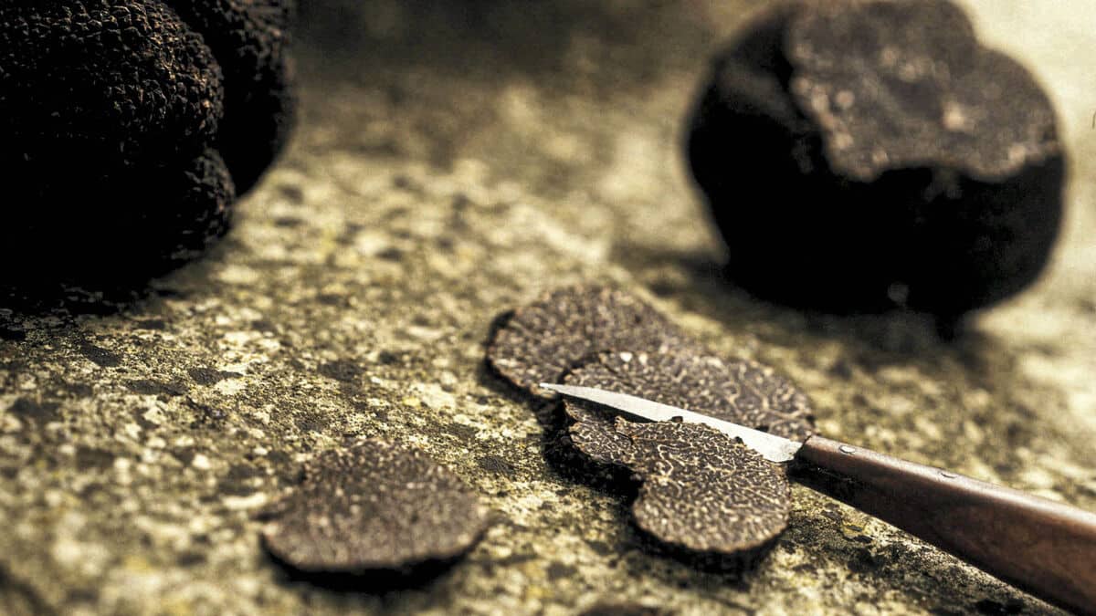 Los misterios de la trufa negra, el diamante de la gastronomía de otoño