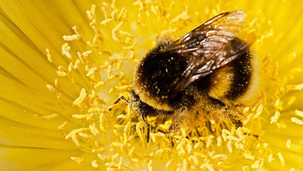 ¿Y si nos quedamos sin abejas?