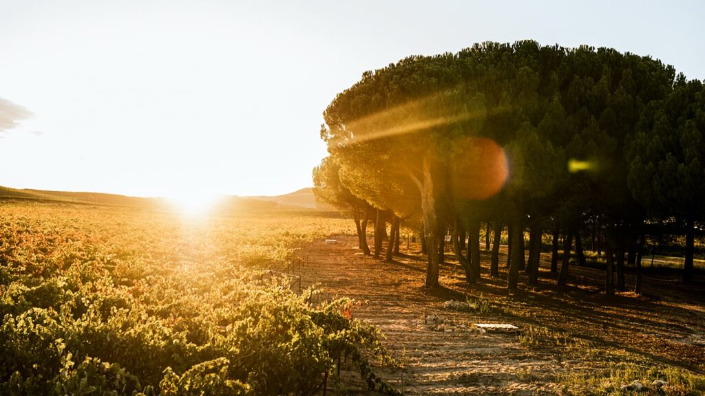 Tarsus, vinos con alma