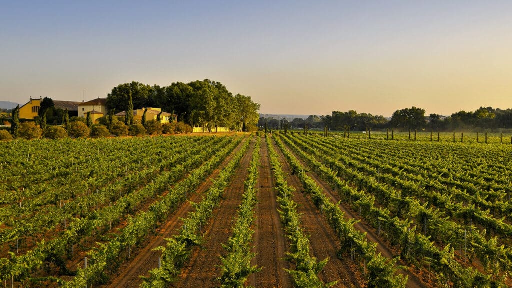 Milmanda 2018 y Mas La Plana 2017 de Familia Torres, entre los mejores vinos españoles