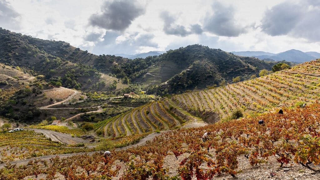 Mas de la Rosa 2018 de Familia Torres, entre los mejores vinos de la Guía Gourmets 2022