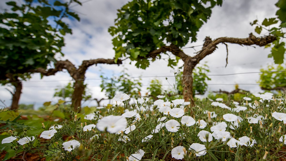 Viticultura regenerativa, la lucha de Familia Torres contra el cambio climático