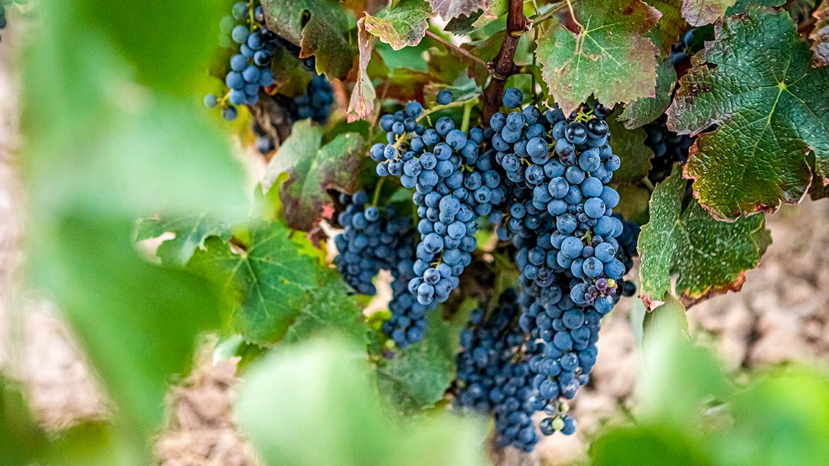 Familia Torres presenta Gonfaus 2021, el vino de variedades ancestrales recuperadas