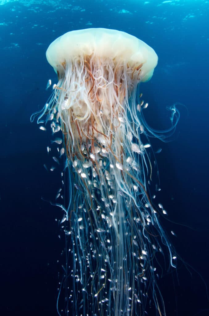 Fotografía de una medusa de Manu San Felix, biólogo marino. Proyecto Piscine Seas.