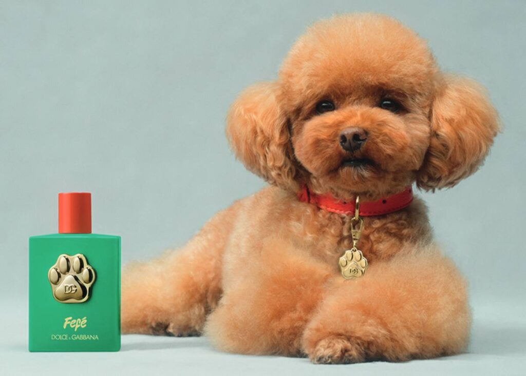 DG FF EC DOG 1 FEFE 100ML 8054754404296 JPG 4 5 300DPI CMYK
