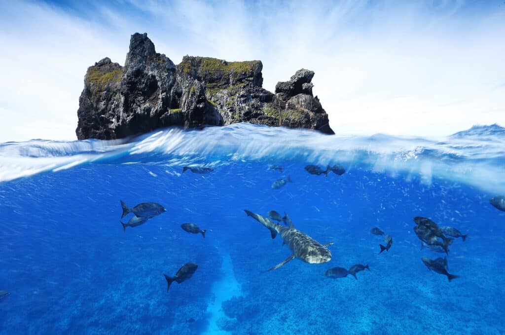 Imagen capturada por Manu San Félix en Rapa Nui como parte del proyecto Pristine Seas.