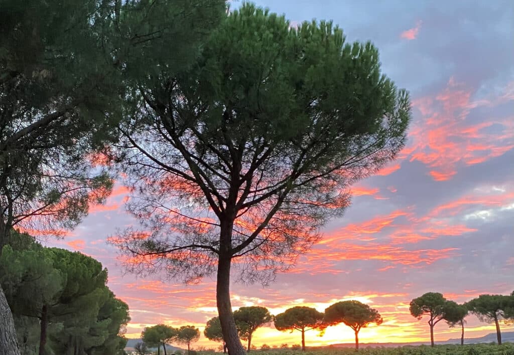 El atardecer es el momento más bello de la zona de Finca Villacreces.