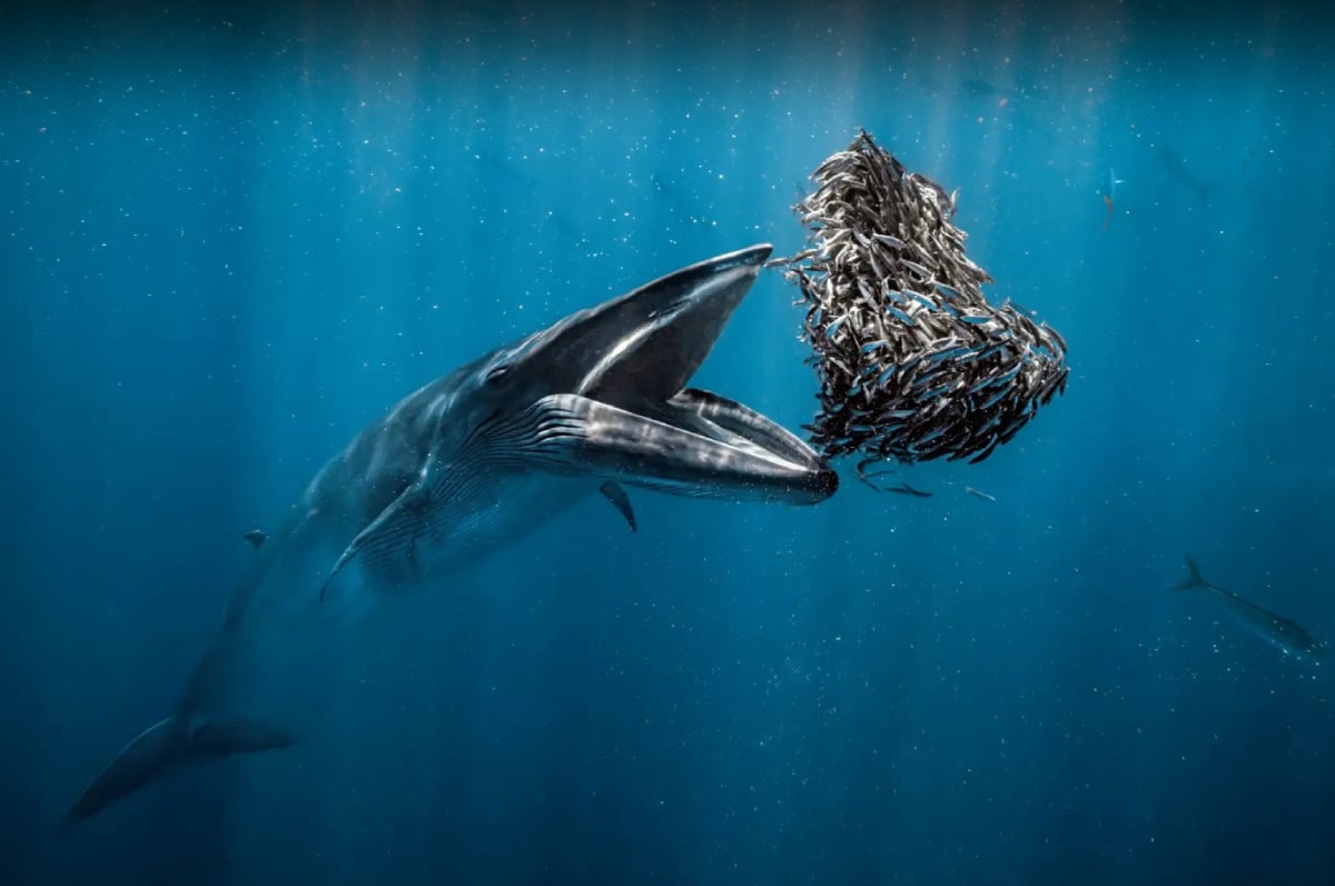 Fotografía ganadora del Ocean Photographer of the Year 2024, del español Rafael Fernández Caballero. Muestra a una ballena de Bryde a punto de engullir una bola de cebo en los mares de Baja California (México).