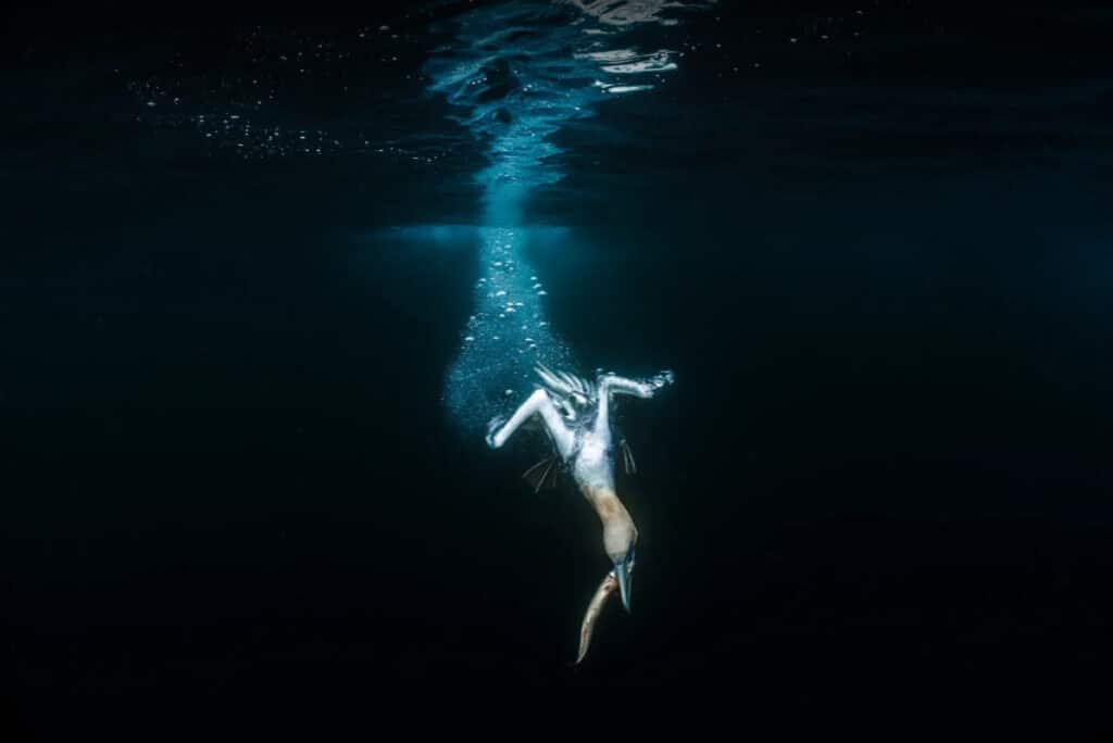 Fotografía ganadora del segundo premio del Ocean Photographer of the Year 2024, realizada por la fotógrafa Jade Hoksbergen. Muestra a un iridiscente dorado capturando una presa en la Isla de Noss, en Escocia.