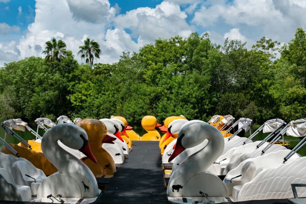 Cisnes, perteneciente a la muestra Naturaleza muerta (2022), de Isabela Muci.