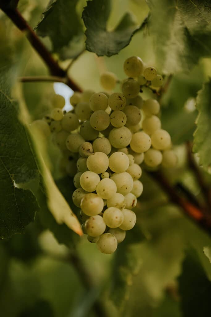 Viñedos de la Compañía de vinos Vintae, en la zona alta de La Rioja.