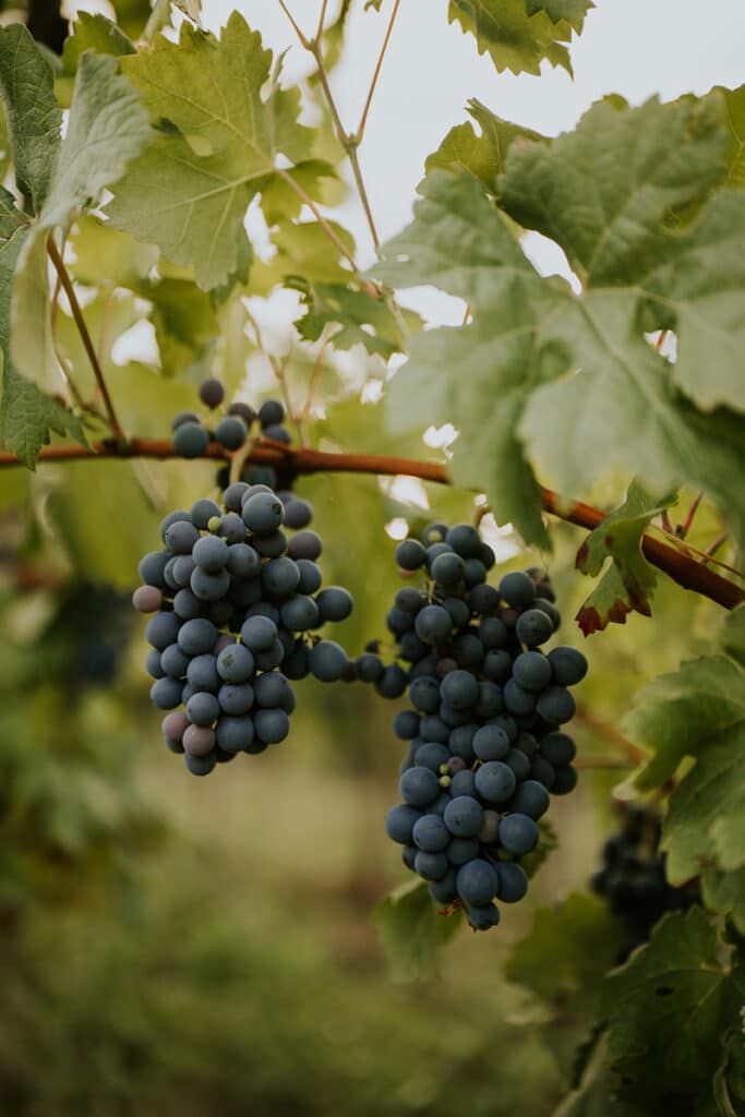 Viñedos de la Compañía de vinos Vintae, en la zona alta de La Rioja.