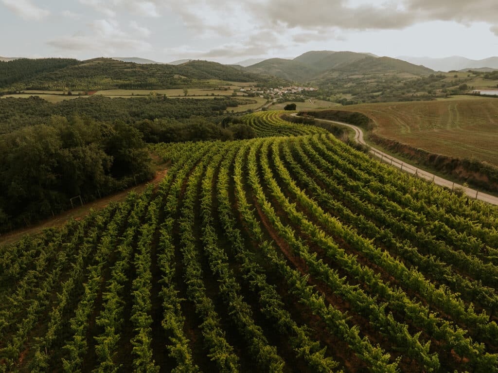 Viñedos de la Compañía de vinos Vintae, en la zona alta de La Rioja.