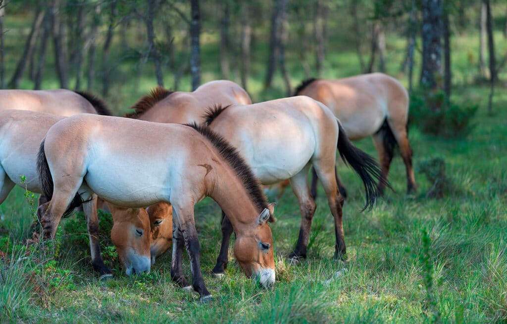 Cartier for Nature concede subvenciones para conservar y restaurar los ecosistemas y la biodiversidad.