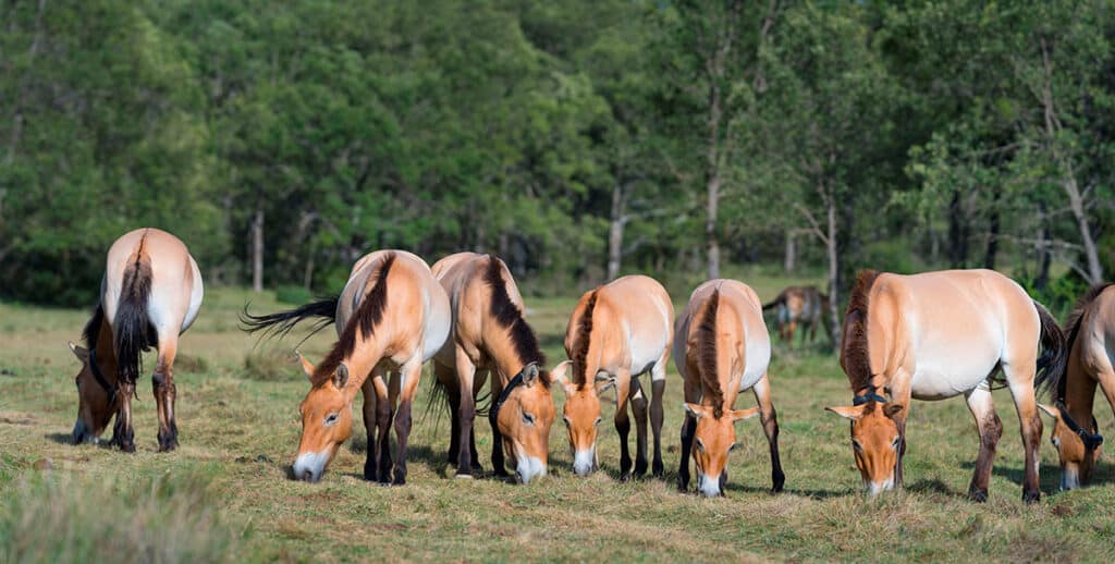 Rewilding Spain es una iniciativa respaldada por Cartier for Nature diseñada para restaurar el Sistema ibérico Sur.