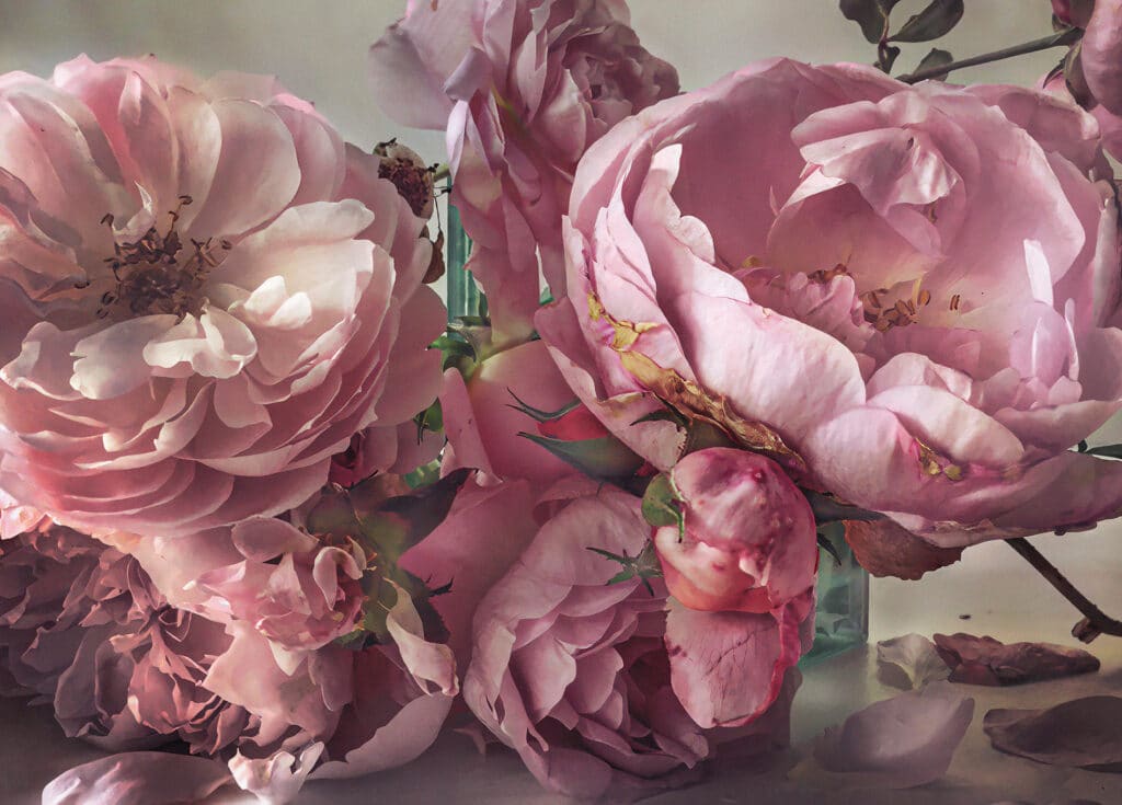 Fotografía de Nick Knight, parte de la exposición Roses from my garden en la Fundación Barrié.