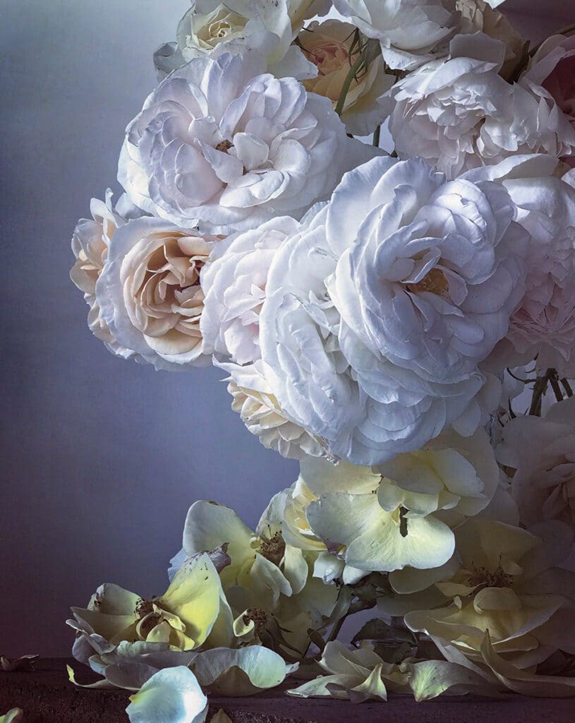 Sunday 4th June, 2017. Fotografía de Nick Knight, parte de la exposición Roses from my garden en la Fundación Barrié.