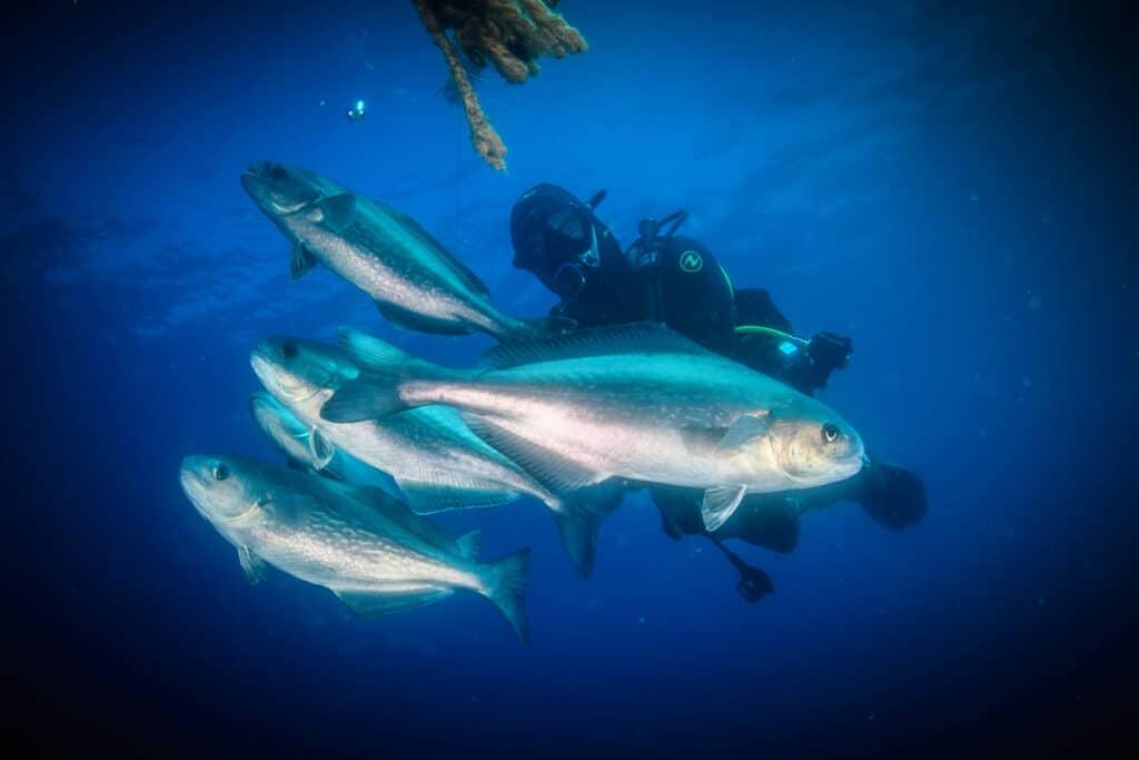 'El Biotop’, la primera montaña subacuática del Mediterraneo.