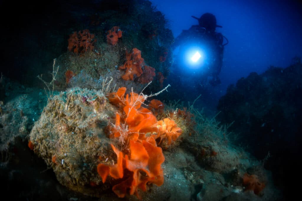 'El Biotop’, la primera montaña subacuática del Mediterraneo.