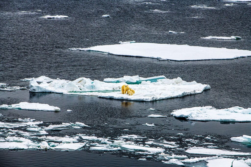 Familia de osos polares en Storoya, Svalbard.