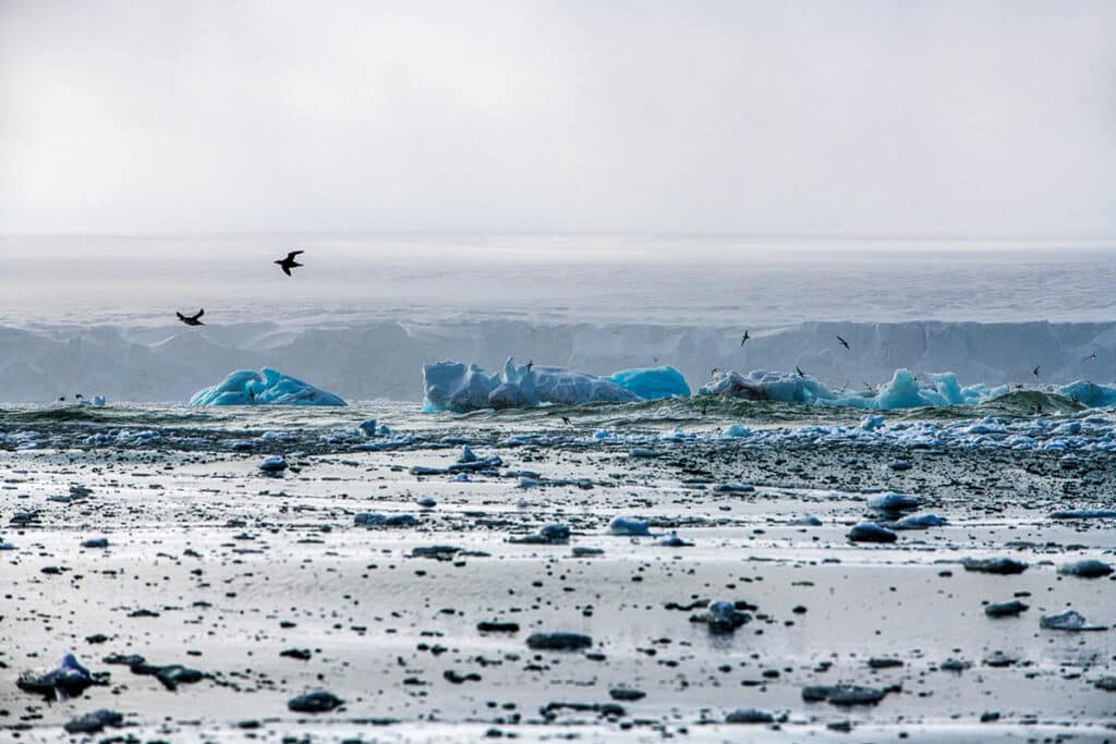 Aves polares volando cerca de Storoya, en el archipiélago de Svalbard.