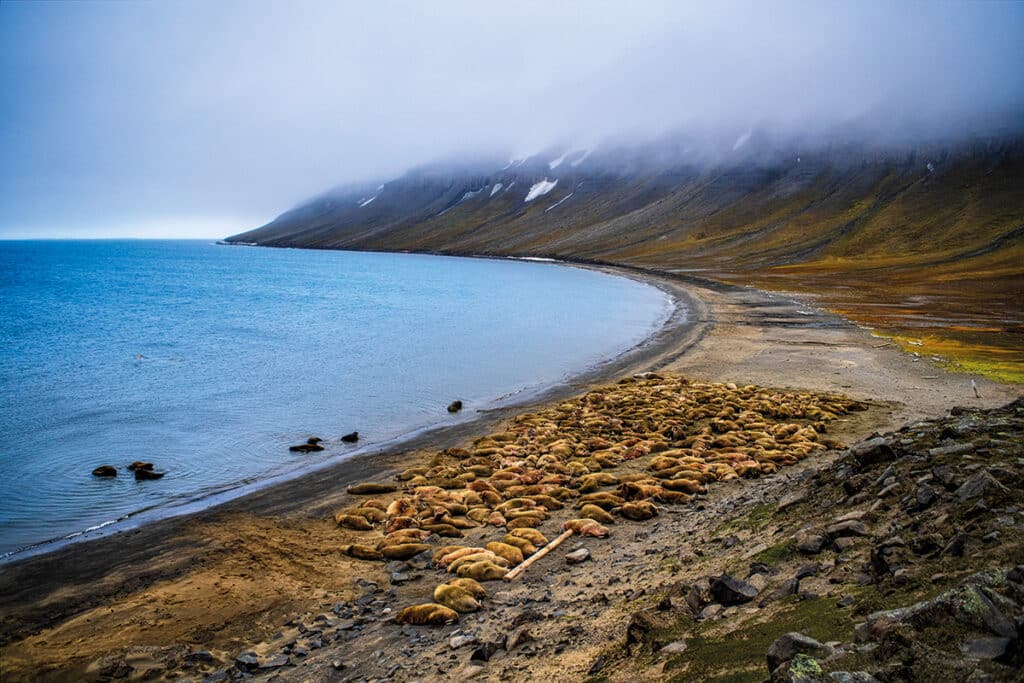 Colonia de morsas en Faksevagen Fakse Bay (Faksevagen). En algunas zonas, mientras la flora es escasa, a base de líquenes y musgos, la rica fauna incluye renos, zorros, focas, aves, ballenas u osos.