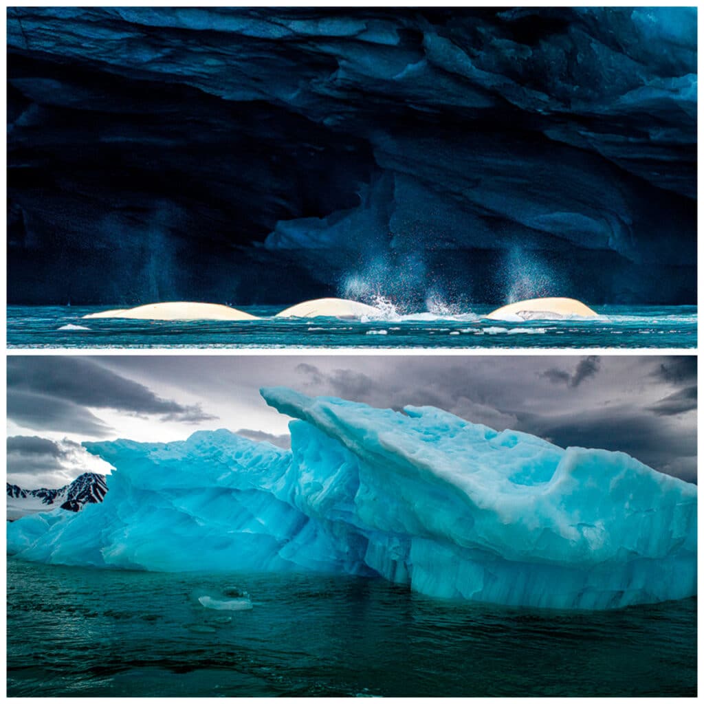 Ballenas beluga y témpanos de hielo en Spitzbergen del Sur, Svalbard; e icebergs azules.