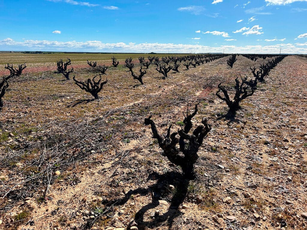Bodegas LA HORRA apuesta por la biodiversidad en un nuevo proyecto de cooperación tecnológica en su proyecto IBERVITIS.