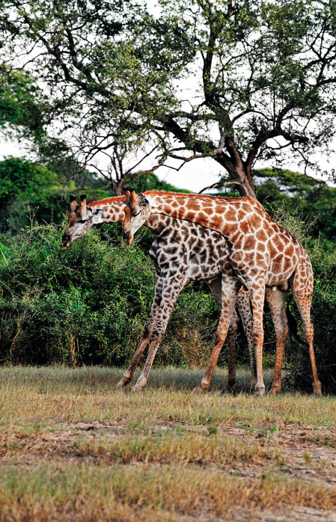 Fotografía de Aline Coquelle para el libro 'African Adventures'.