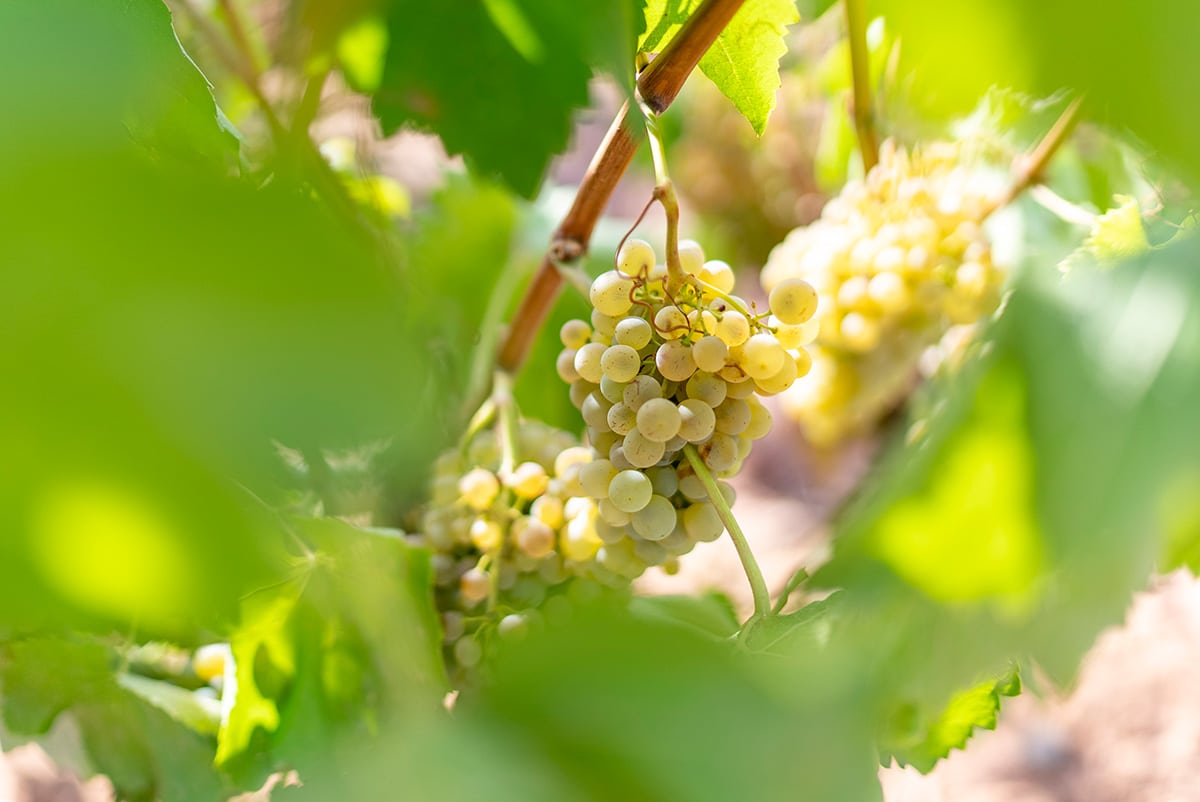 El consumo global de vino blanco crece y transforma regiones vitivinícolas tradicionales.