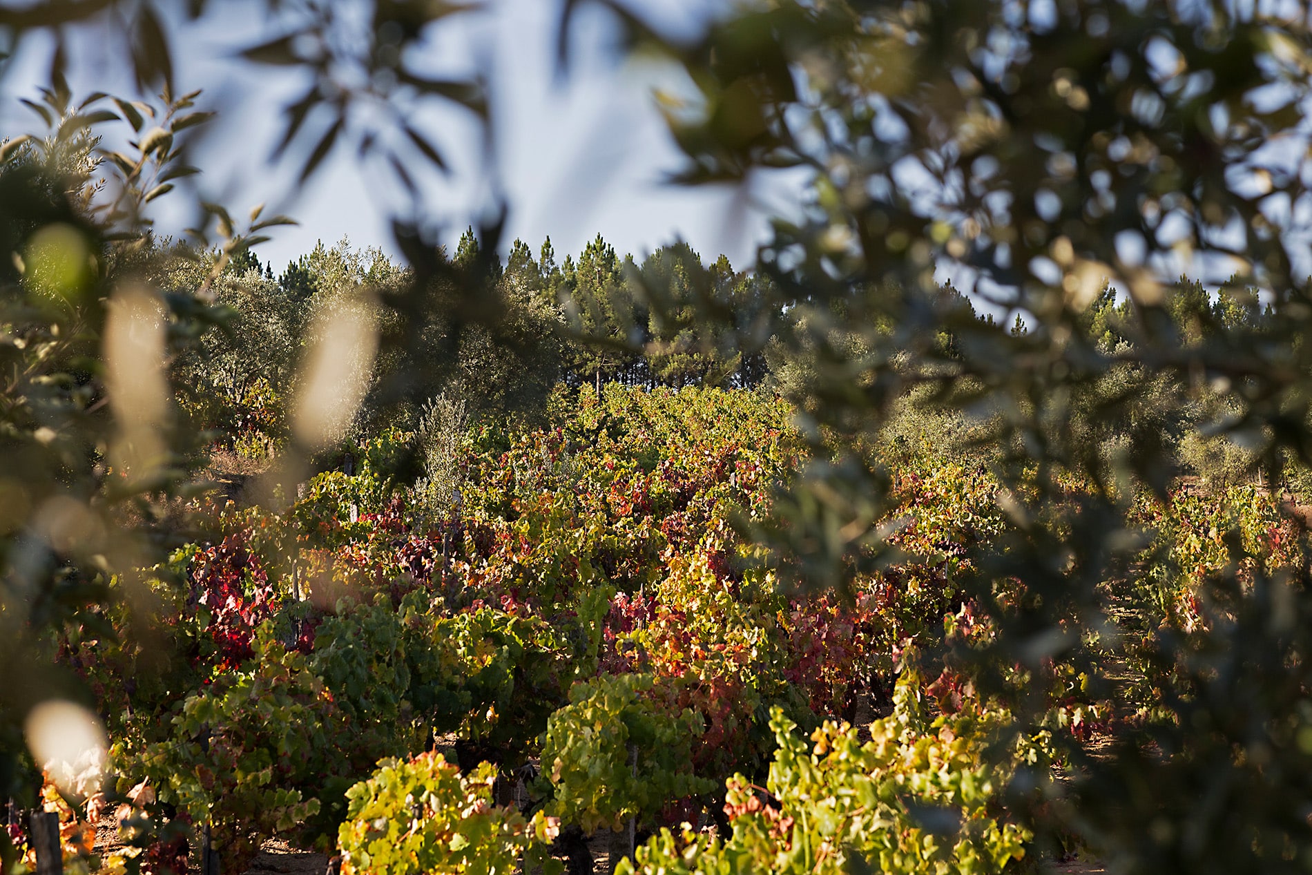 Viñedos en la Serra de Estrela portuguesa de la bodega Antonio Madeira, en la región de Dāo.