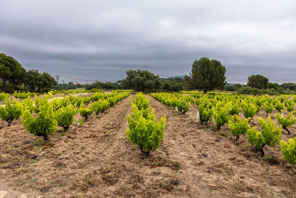 Las Moradas de San Martín reivindica la garnacha tinta centenaria como emblema de la Sierra de Gredos 2 Viñedos de Las Moradas de San Martín.