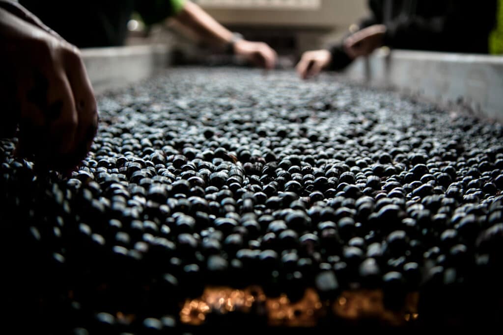 Una muestra de la cuidada selección de la uva que caracteriza la viticultura biodinámica de Clos Systey.